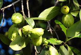 garcinia_cambogia_greenmedinfo.jpg
