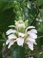 Malabar Nut