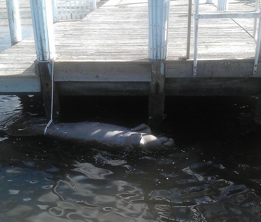Record Manatee Deaths, But 'Experts' Say No Harms To Humans