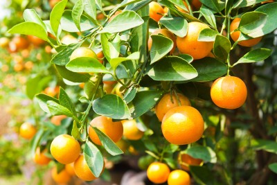 The Medicinal Properties of Oranges