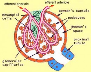 kidney filters