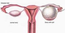 Pomegranate Can Serve As A Backup Ovary