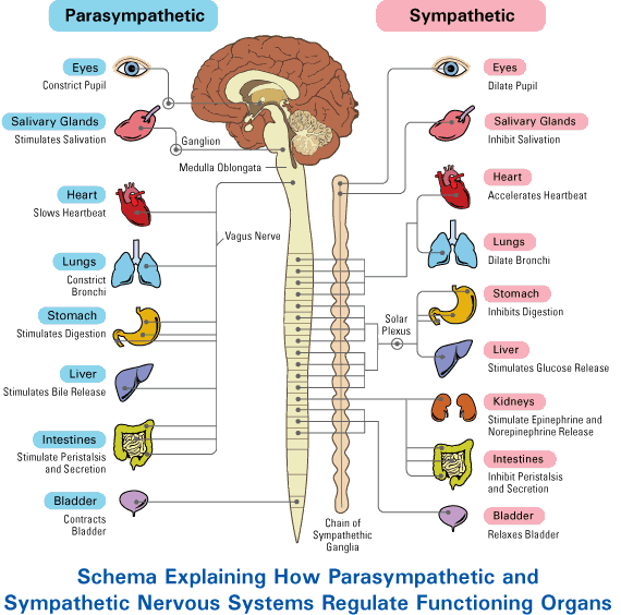 Para.Symp