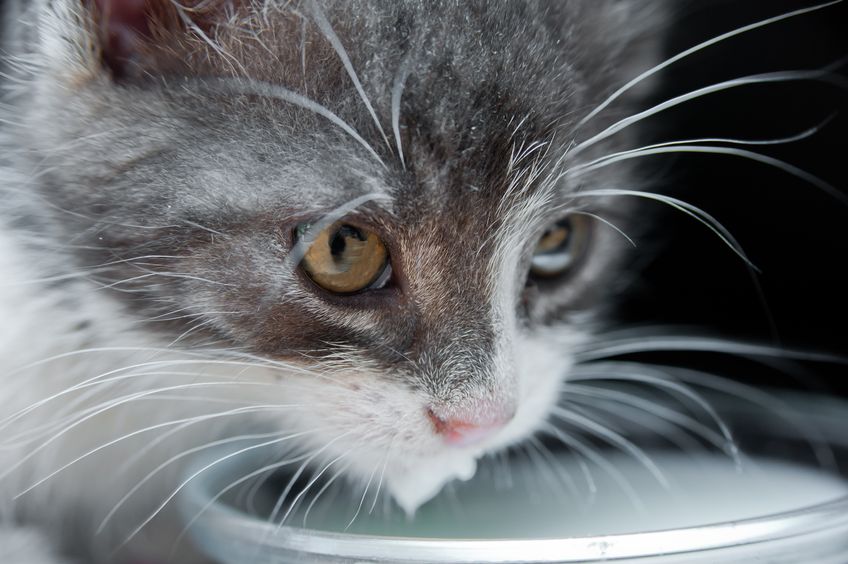 Pottenger's Cats: Nutritional Lessons For Your Children's Dental-Facial Growth