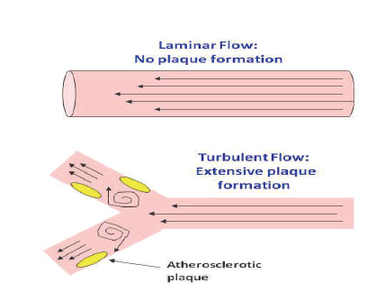 Laminar Flow Blood Pressure