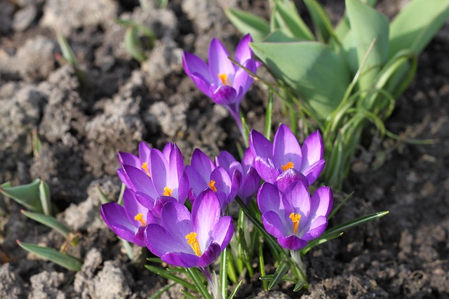 saffron_macular_degeneration_greenmedinfo.jpg
