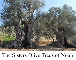The Sisters Olive Trees of Noah