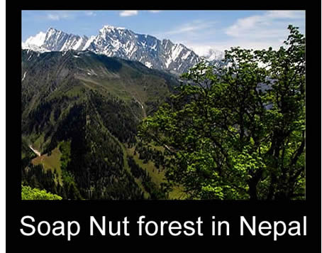 Soap Nut forest Nepal