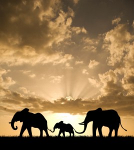 Three Elephants