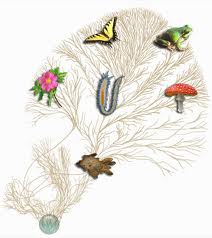tree of life