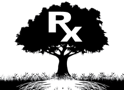 The Powerful Aspirin Alternative That Grows On Trees