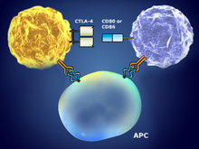 treg cells