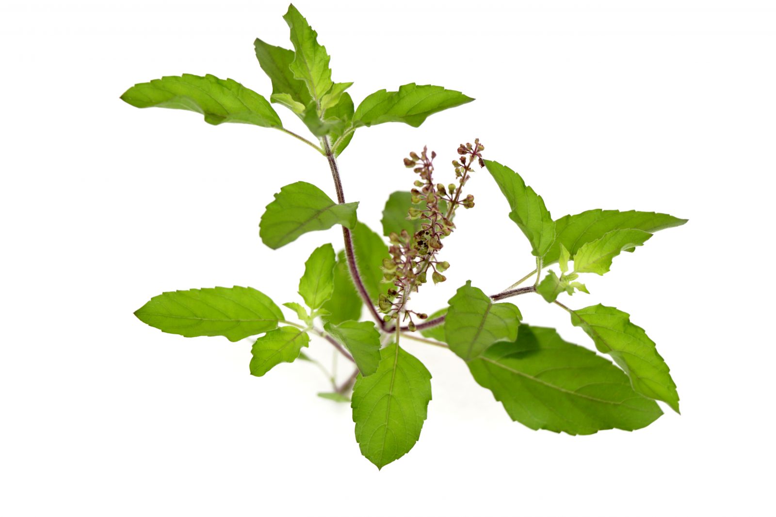 Tulsi: Traveler's best friend