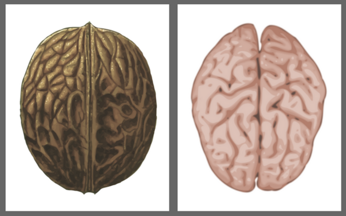 3 Foods That Look Like the Organ They Heal
