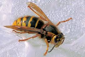 wasp