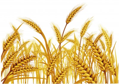 Wheat Fields