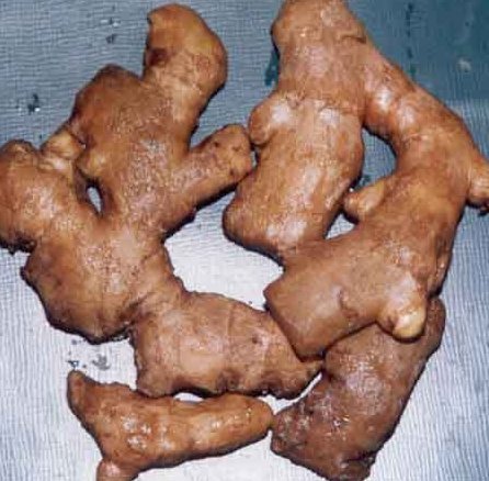 Ginger (Zingiber officinale)