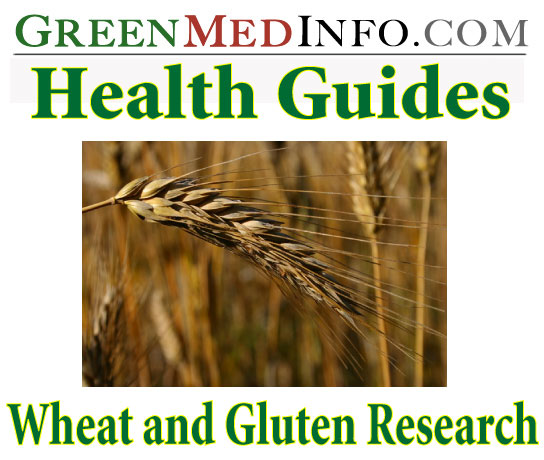 Health Guides: Wheat and Gluten Research